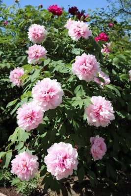 Paeonia suffruticosa - pivoňka keřovitá - v plném květu